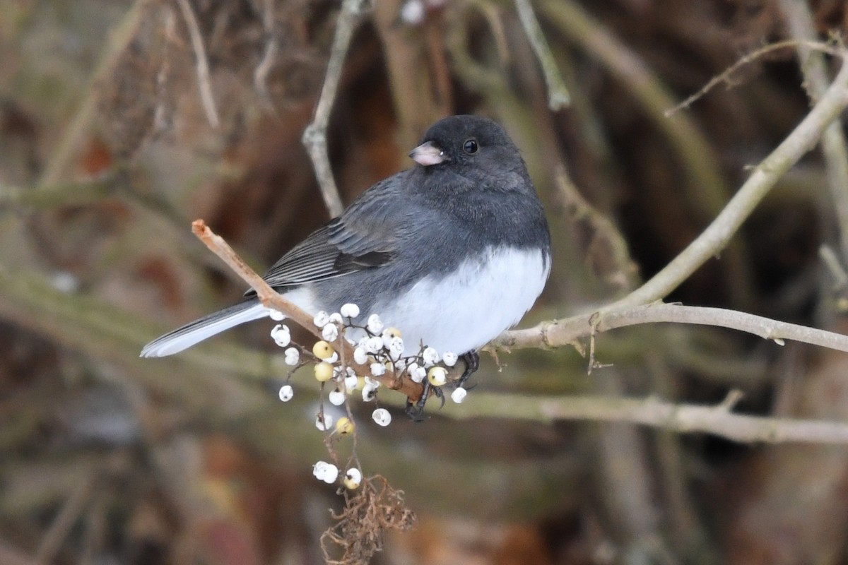 ユキヒメドリ（hyemalis／carolinensis） - ML646859430