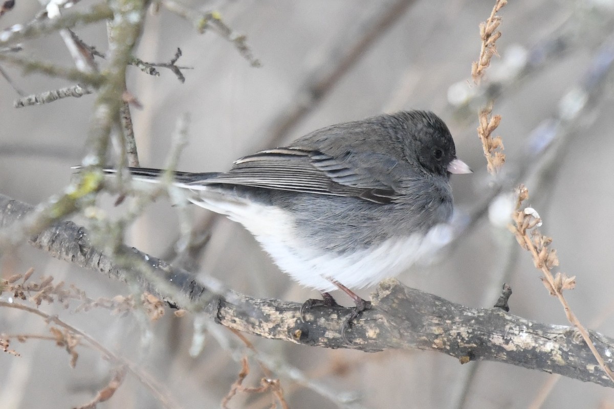 ユキヒメドリ（hyemalis／carolinensis） - ML646859431