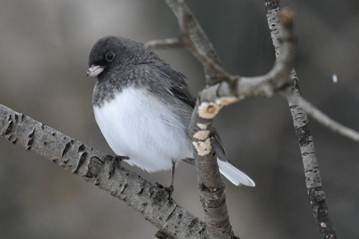 ユキヒメドリ（hyemalis／carolinensis） - ML646859432