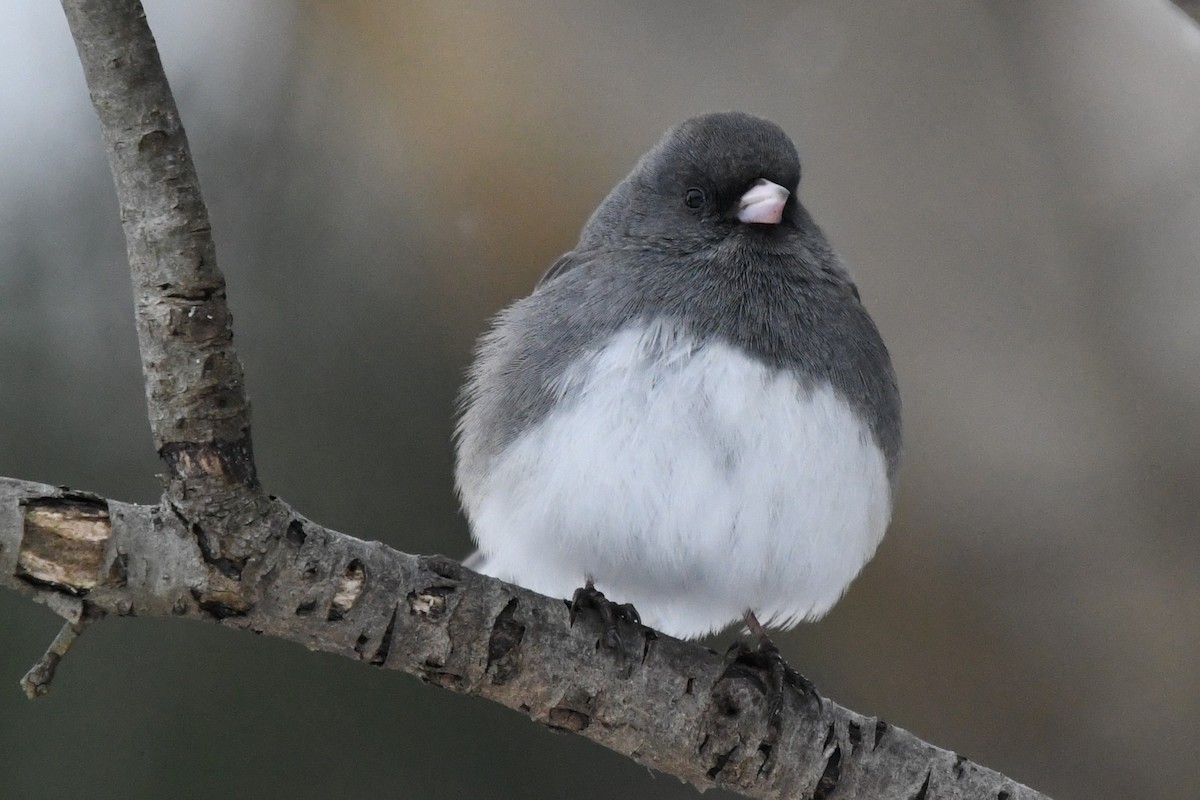 ユキヒメドリ（hyemalis／carolinensis） - ML646859433