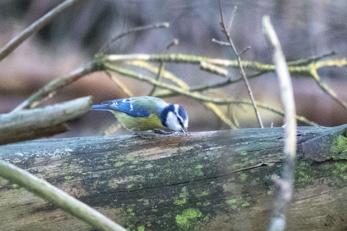 Eurasian Blue Tit - ML646859435