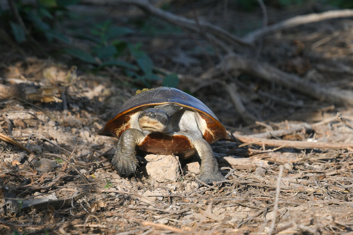 Red-bellied Short-necked Turtle - ML646859437