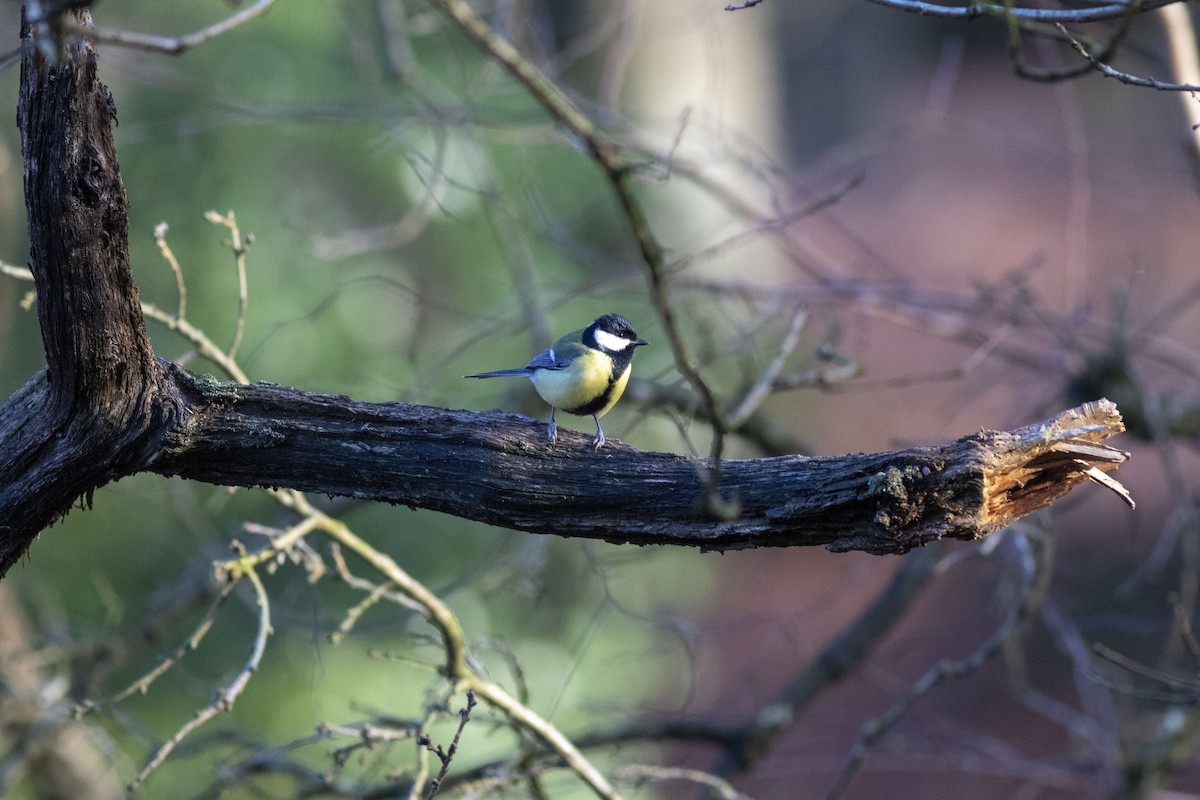 Great Tit - ML646859438