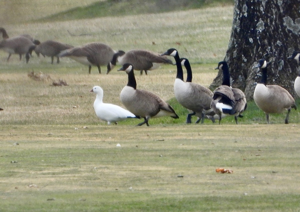 Küçük Kar Kazı - ML646859440