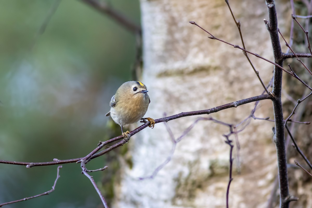 Goldcrest - ML646859442