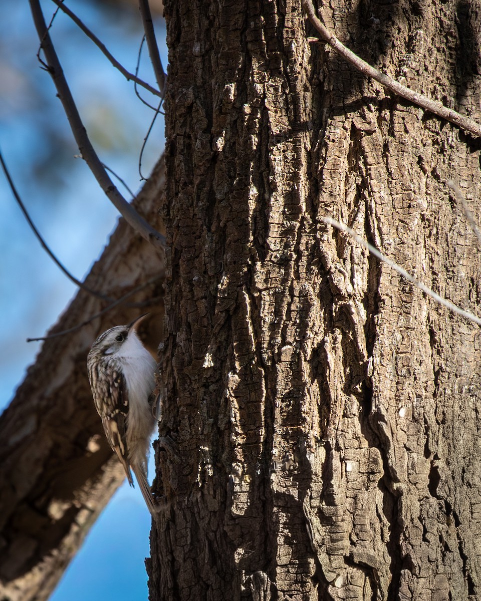 Brown Creeper - ML646859444
