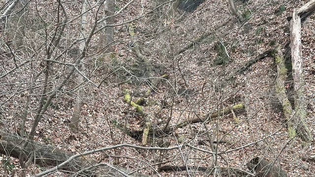 Winter Wren - ML646859445