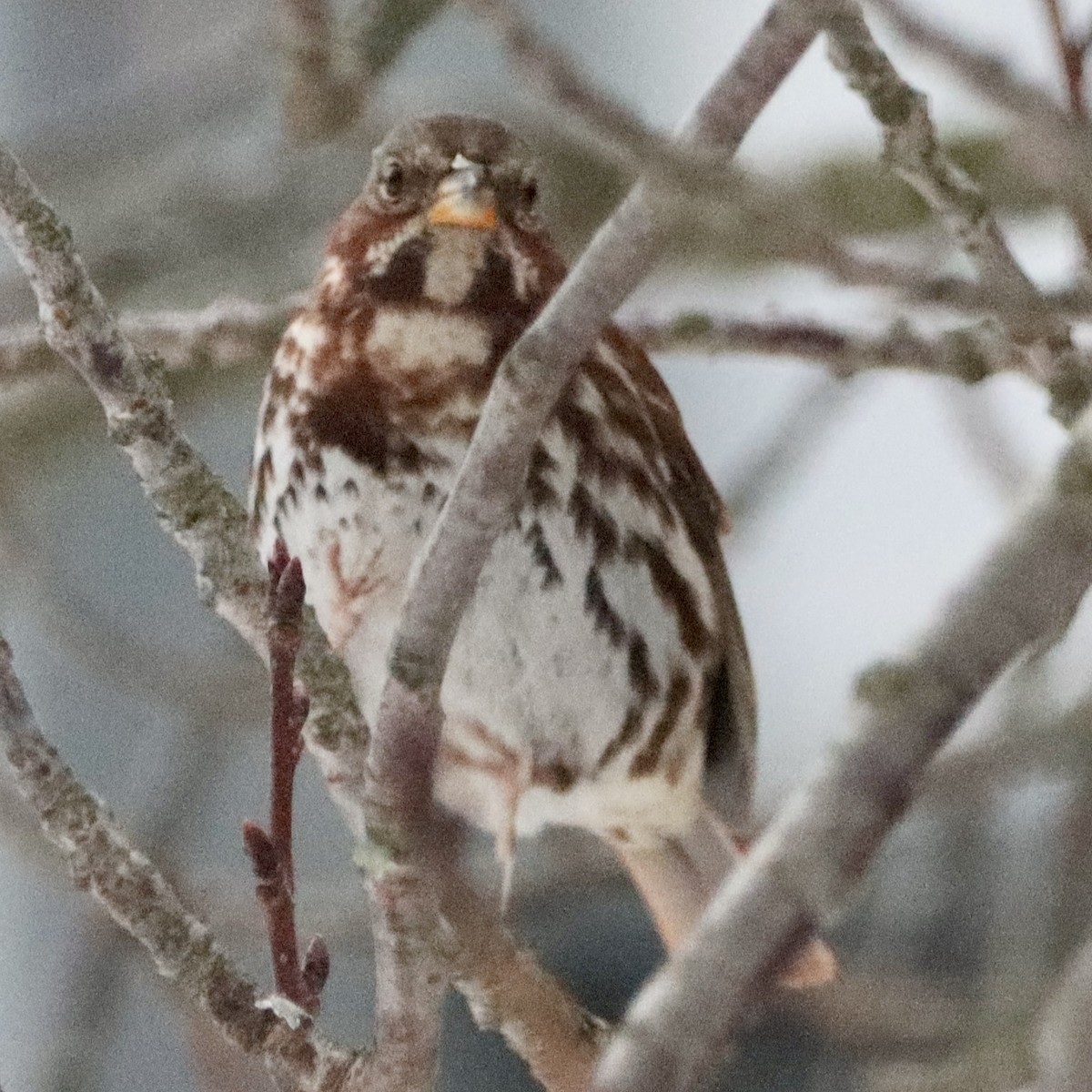 strnadec kaštanový - ML646859446