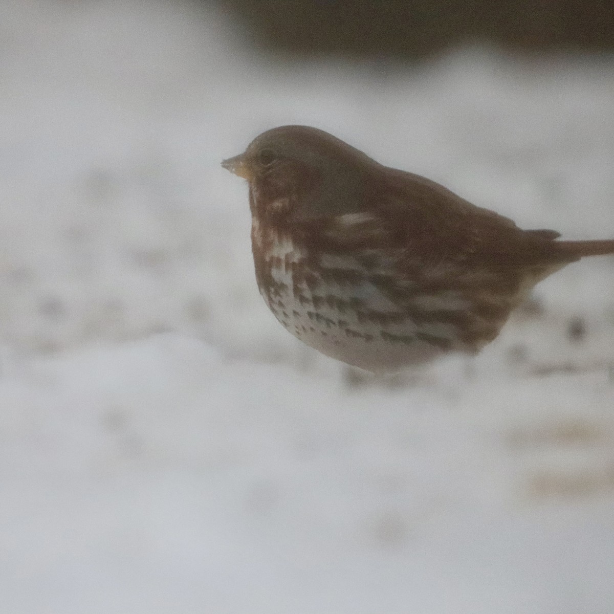 strnadec kaštanový - ML646859447