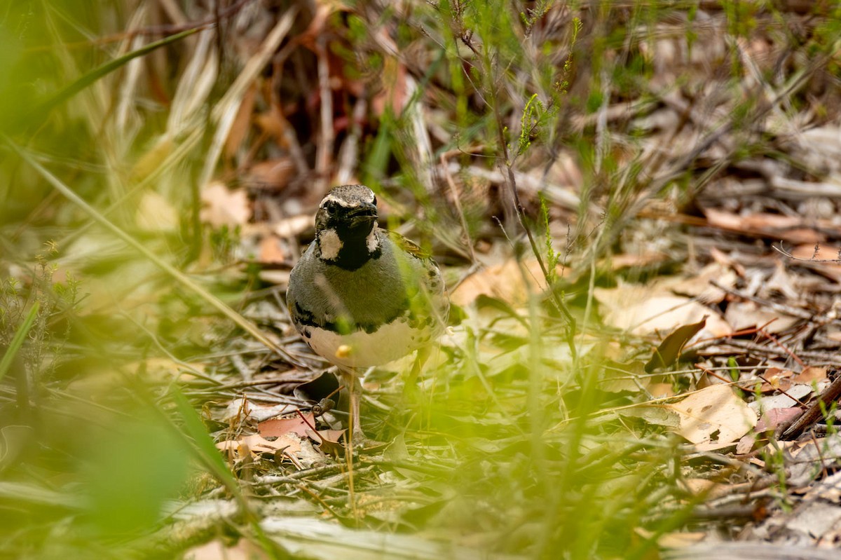 Spotted Quail-thrush - ML646859448