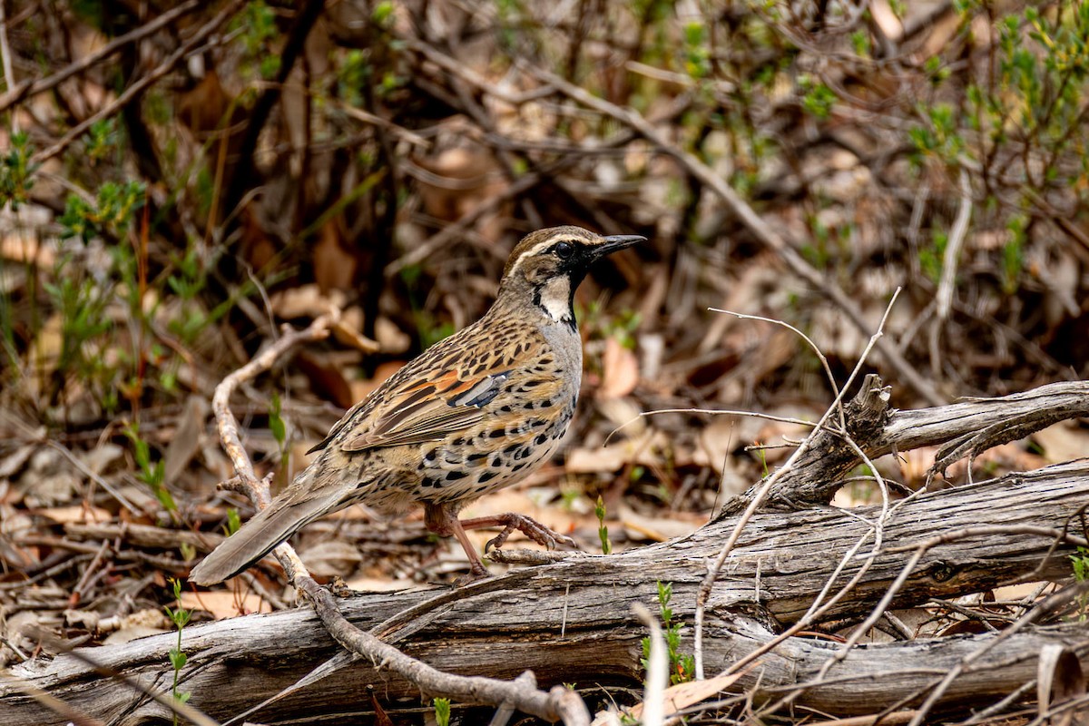 Spotted Quail-thrush - ML646859449