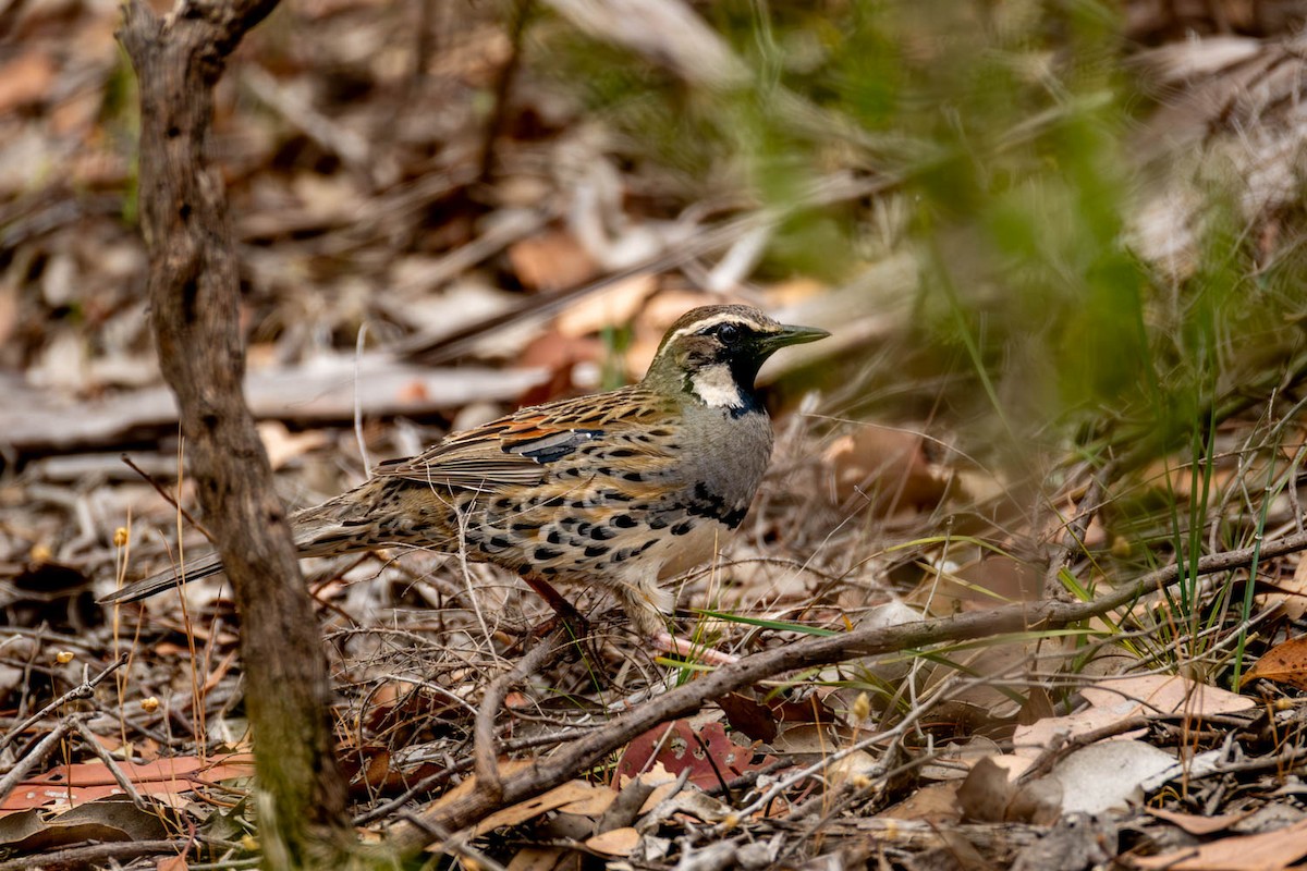 Spotted Quail-thrush - ML646859450