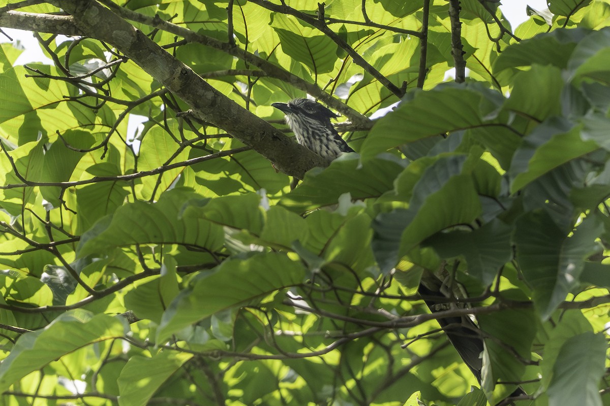 Kapkuckuck - ML646859454