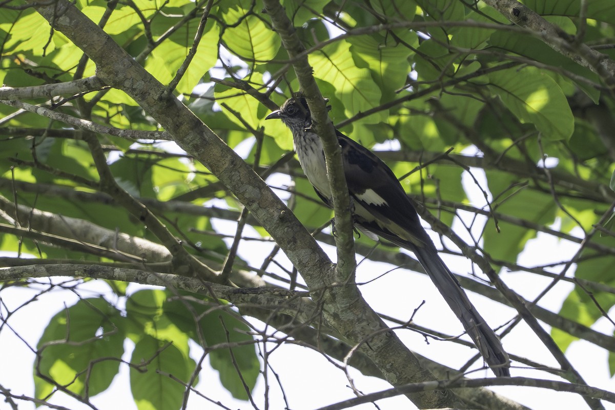 Kapkuckuck - ML646859455