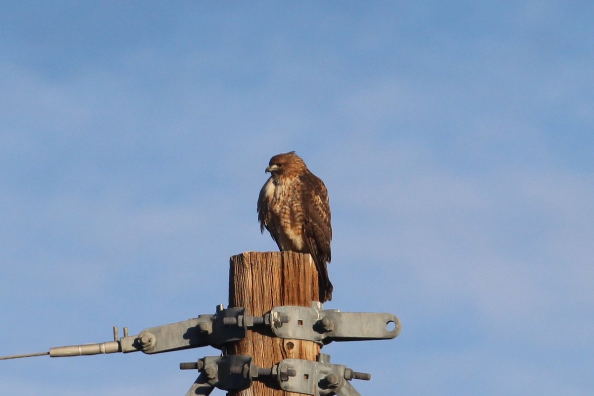 Red-tailed Hawk (calurus/alascensis) - ML646859456