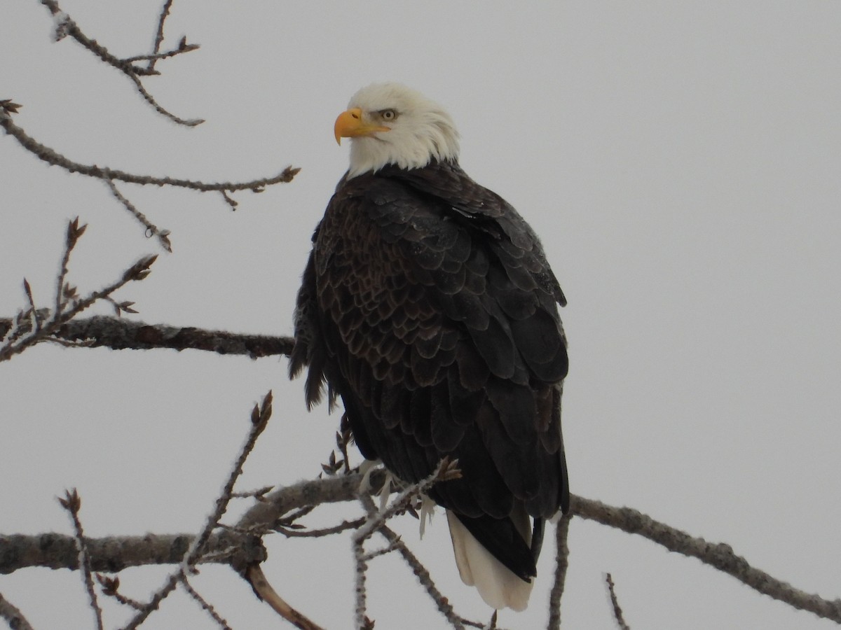 Bald Eagle - ML646859460