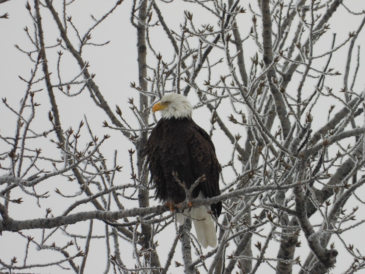 Bald Eagle - ML646859461