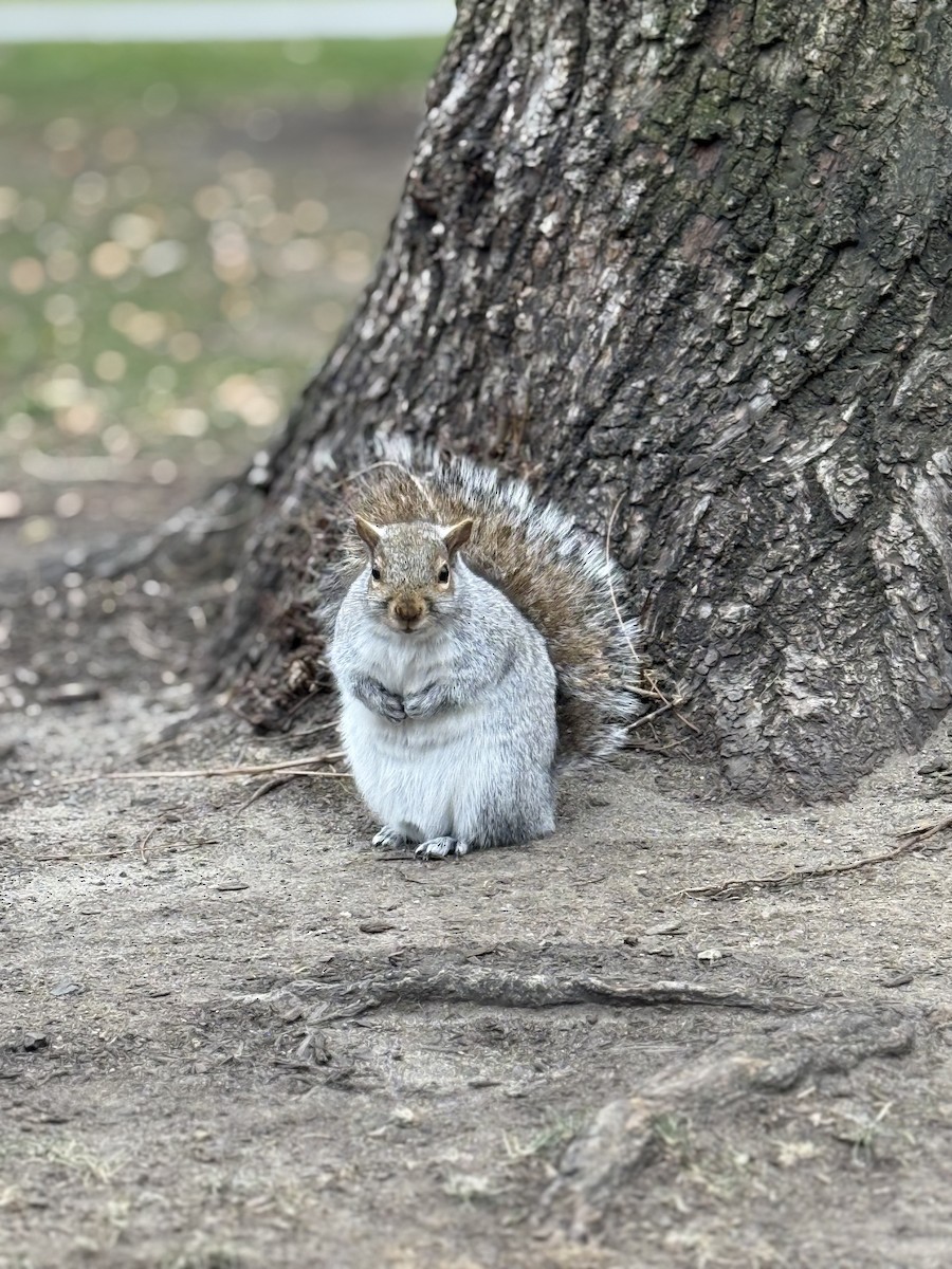 Animals - ML646859462