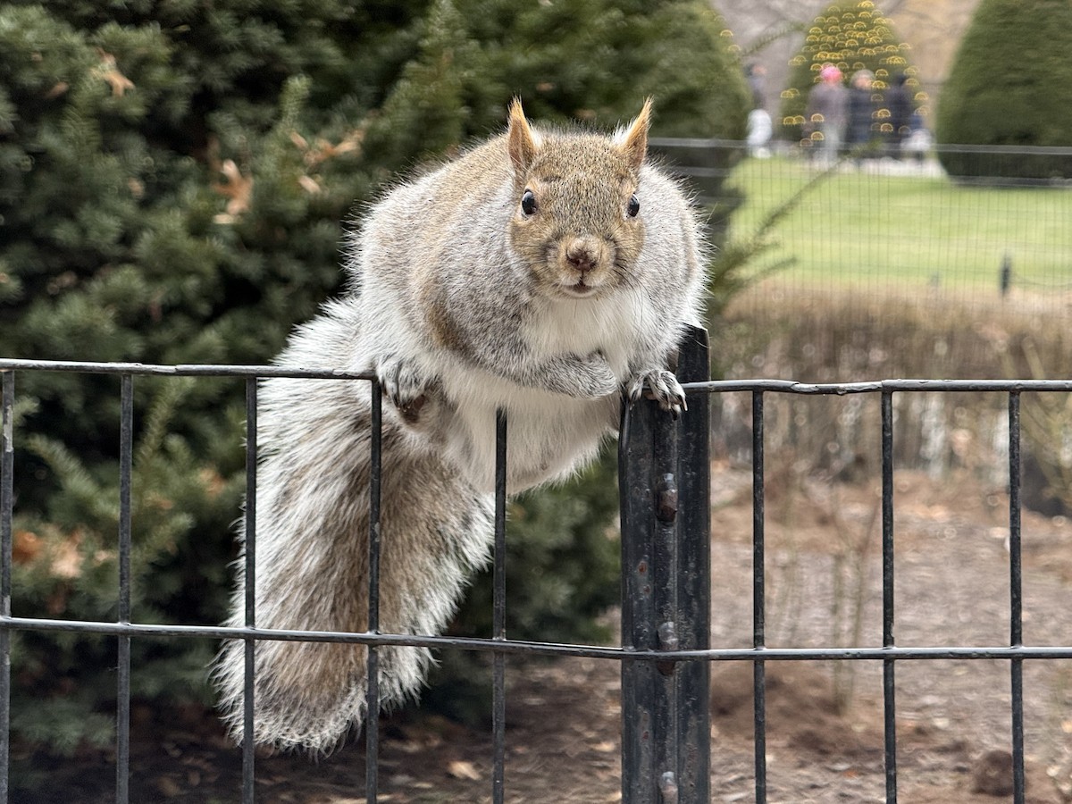 Animals - ML646859463