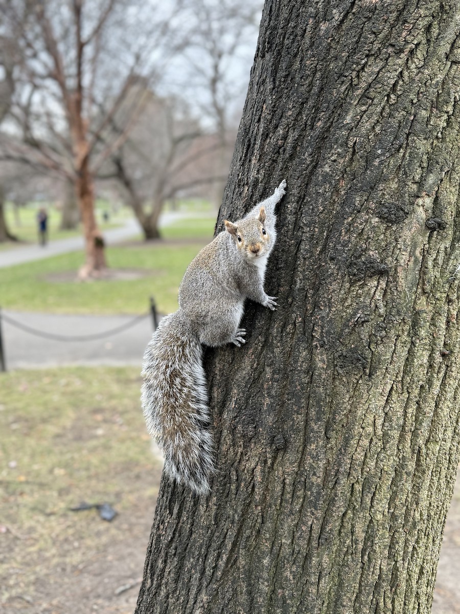 Animals - ML646859464