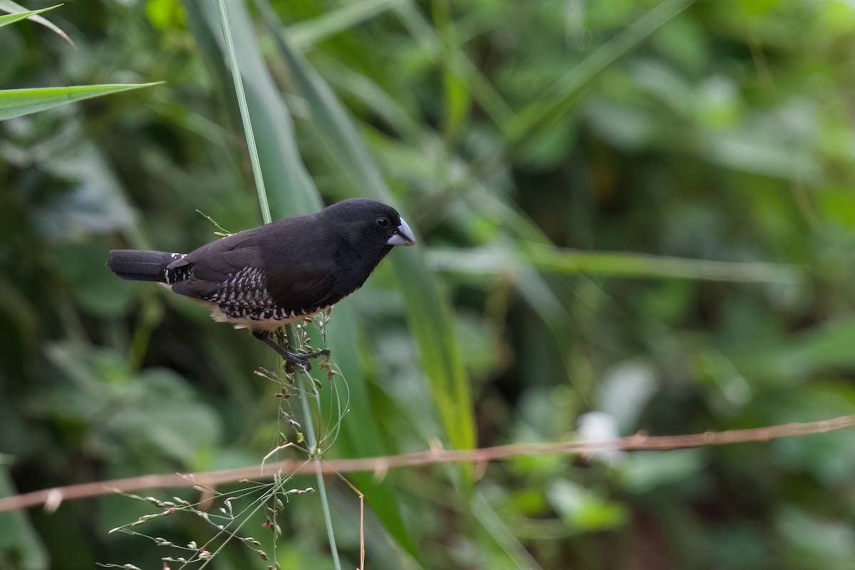 Black-and-white Mannikin (Black-and-white) - ML646859465
