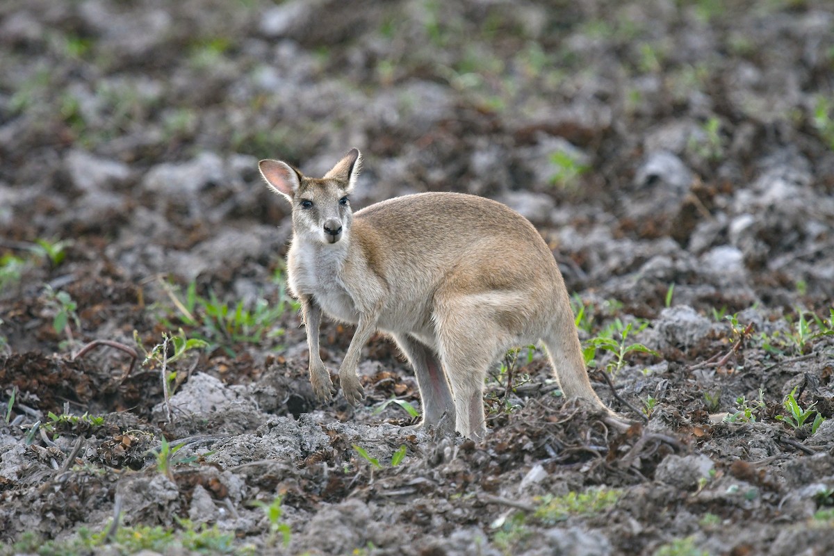 Ualabí Ágil - ML646859467