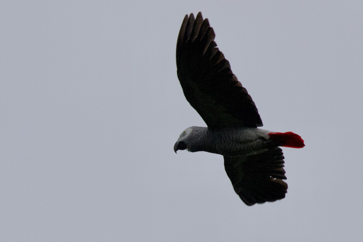 Loro Yaco (erithacus) - ML646859470