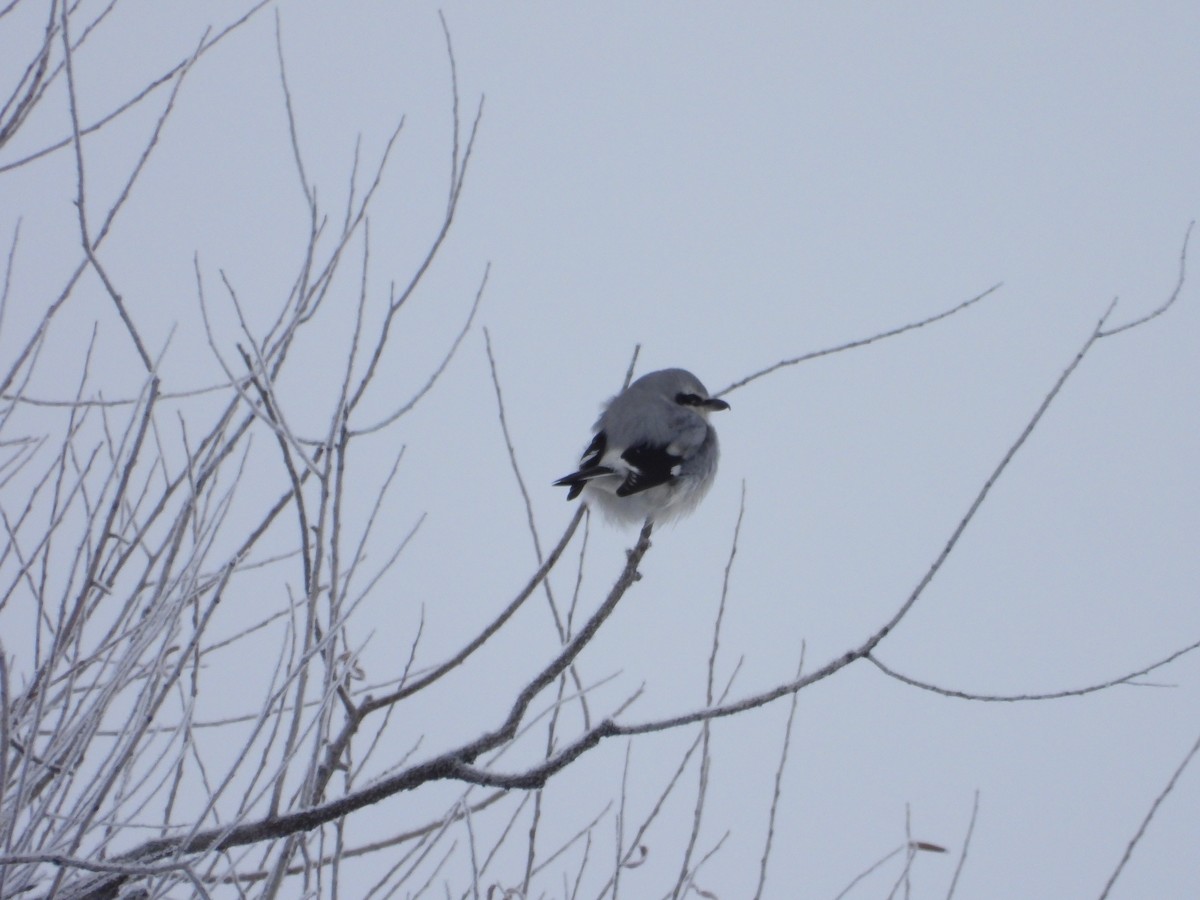 Northern Shrike - ML646859471