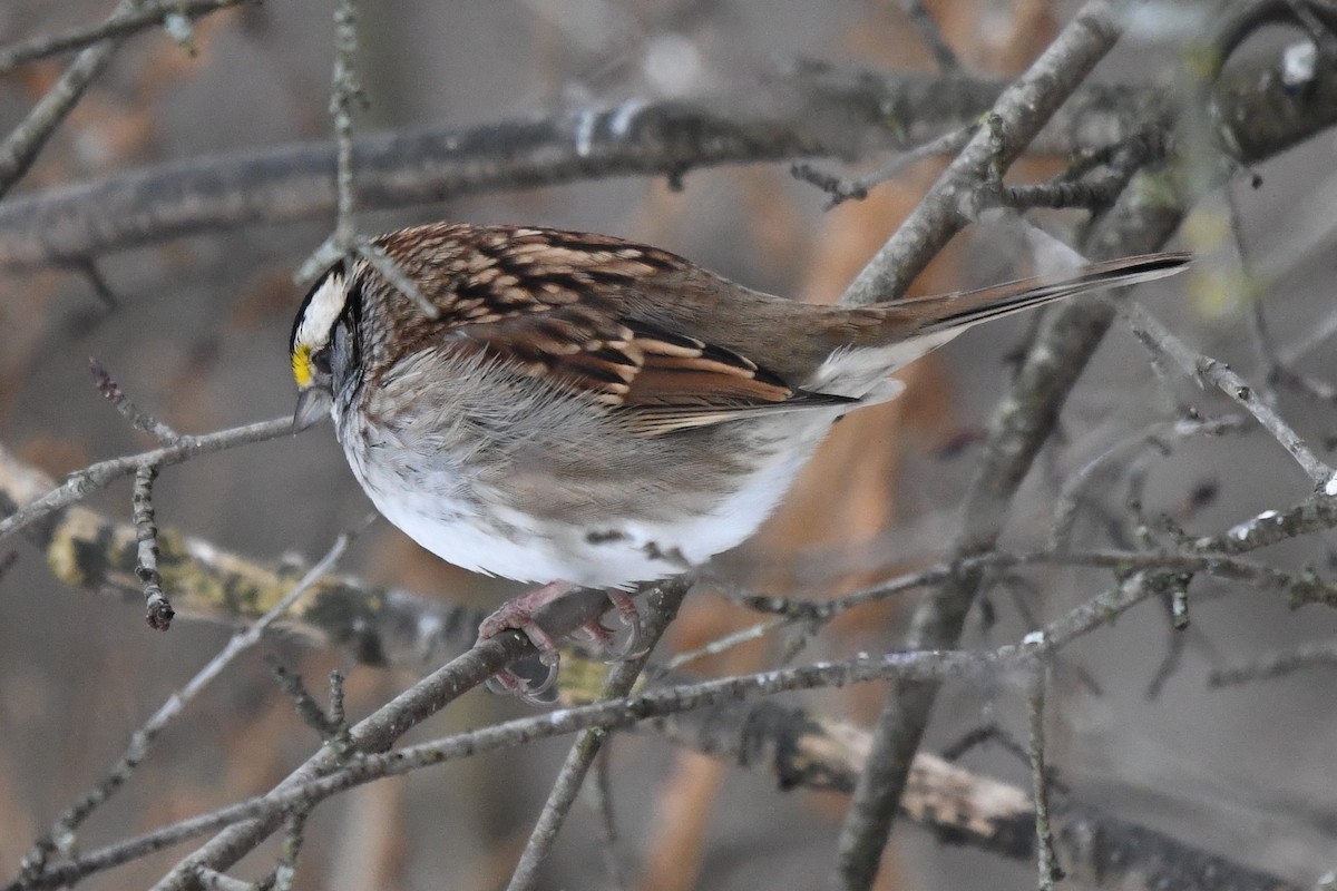 ノドジロシトド - ML646859474