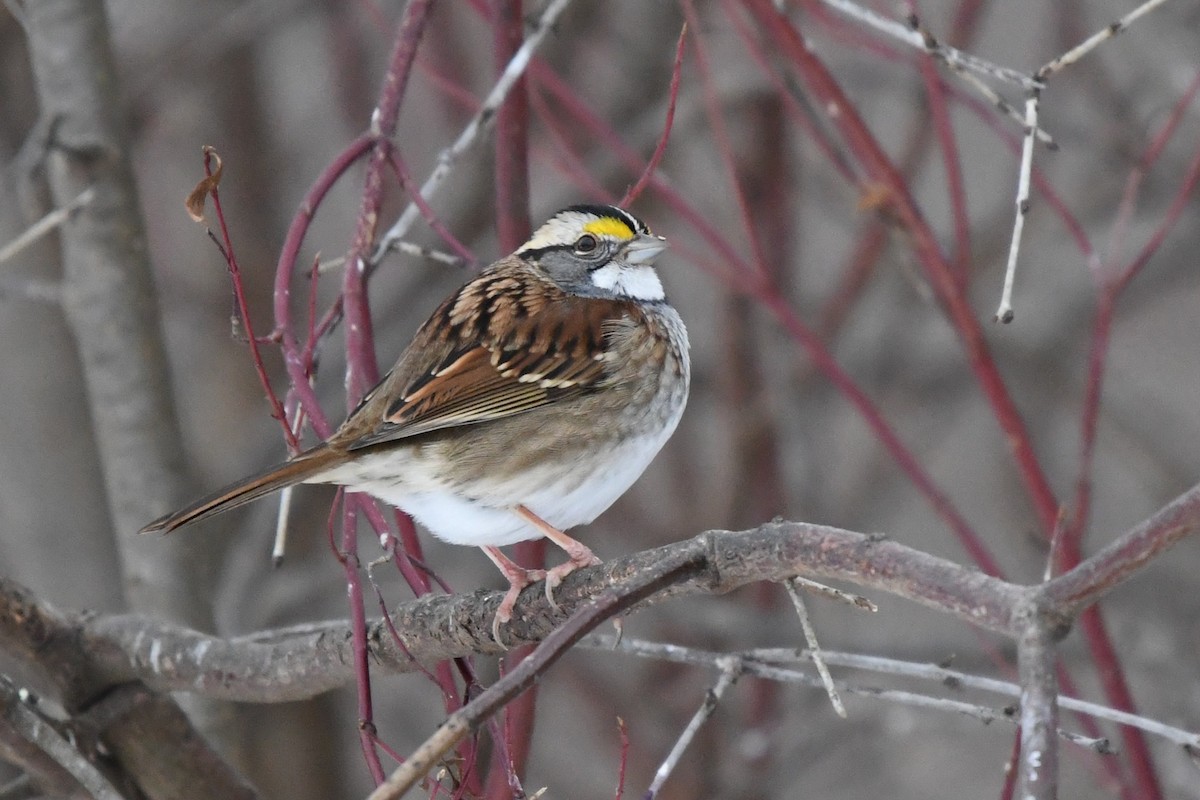 ノドジロシトド - ML646859475