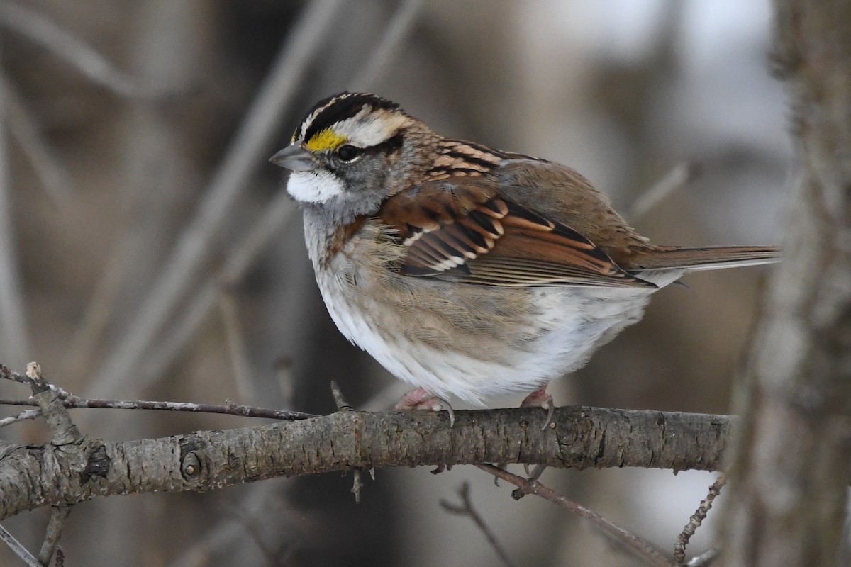 ノドジロシトド - ML646859476