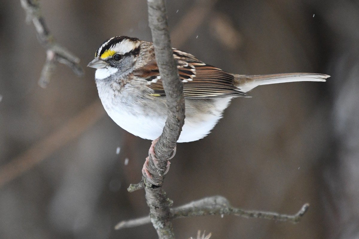 ノドジロシトド - ML646859477