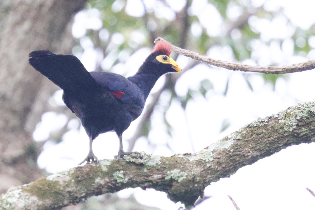 Турако червоночубий - ML646859479