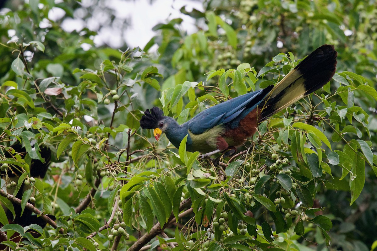 Great Blue Turaco - ML646859487