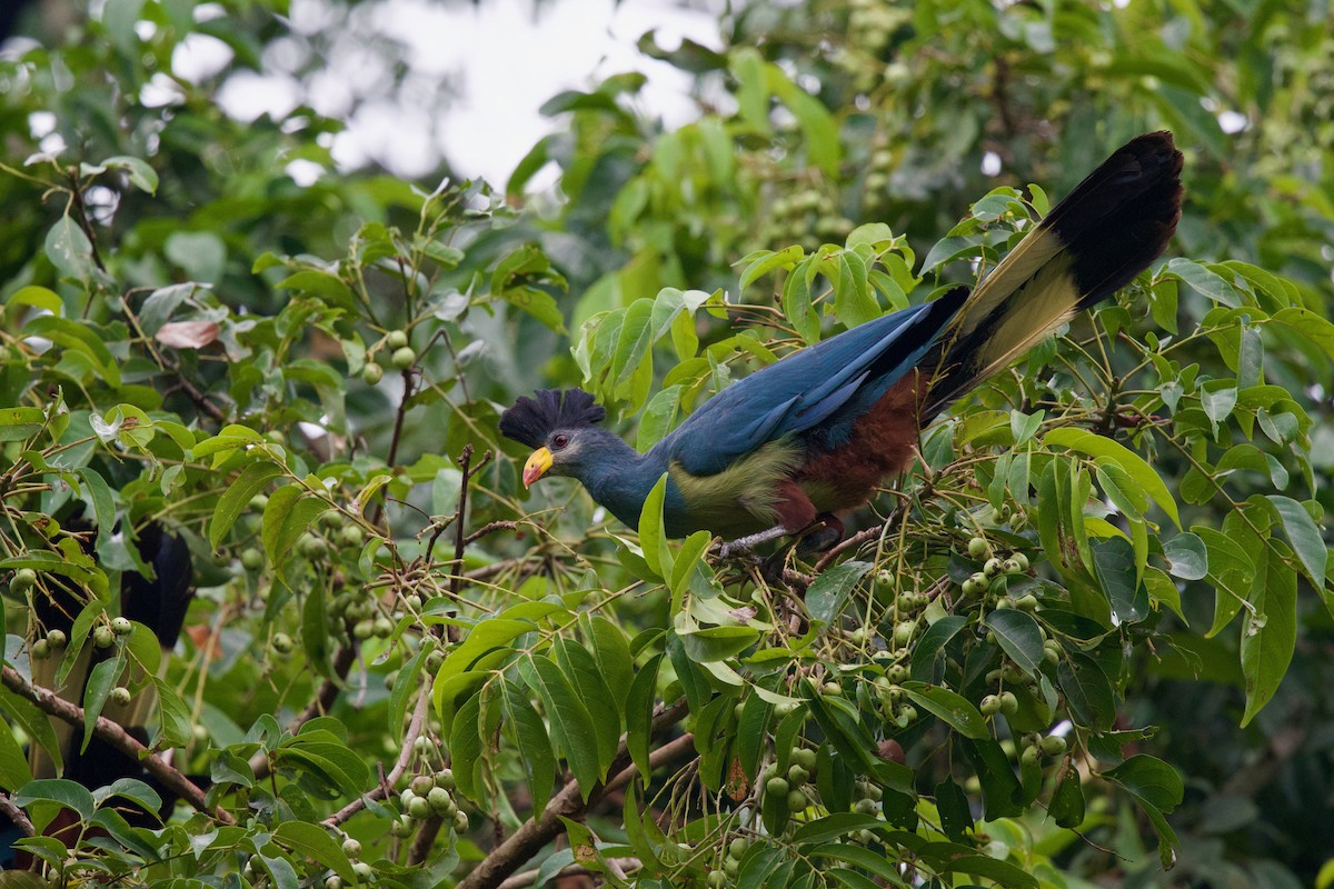 Great Blue Turaco - ML646859488