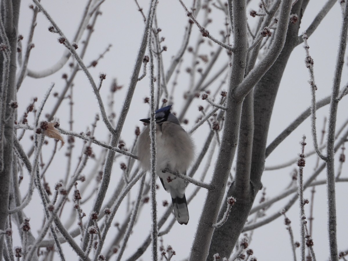Blue Jay - ML646859490