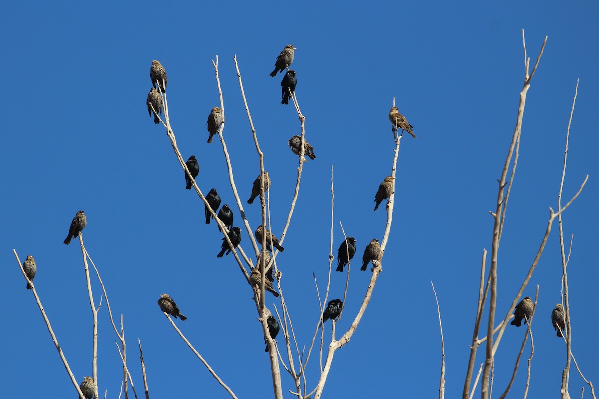 Braunkopf-Kuhstärling - ML646859492