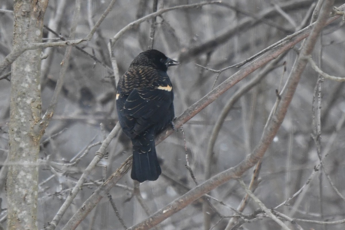 ハゴロモガラス（phoeniceus グループ） - ML646859495