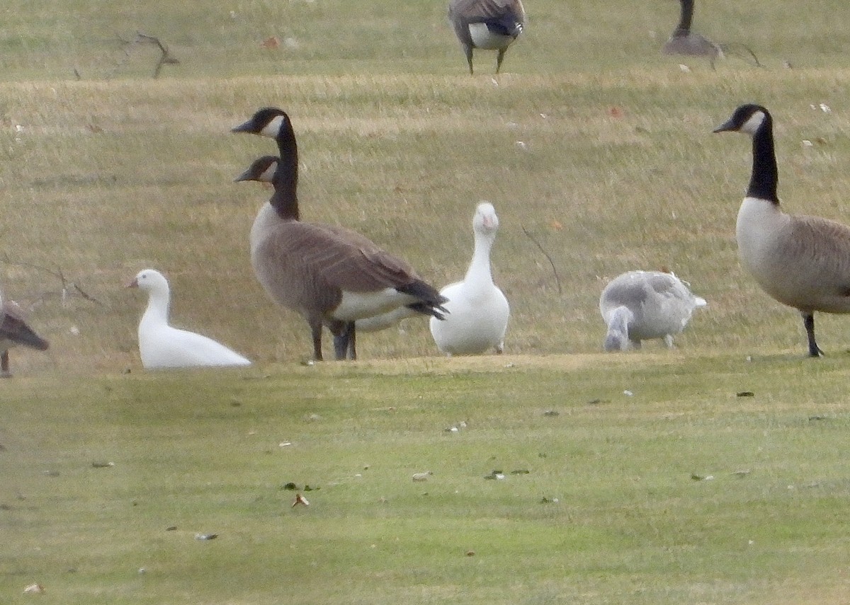 אווז שלג - ML646859496
