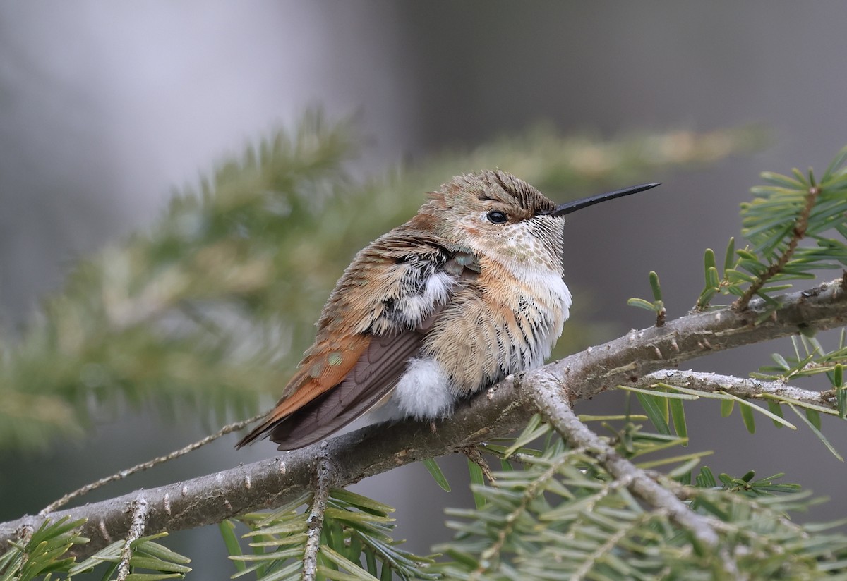 Rufous Hummingbird - ML646859498