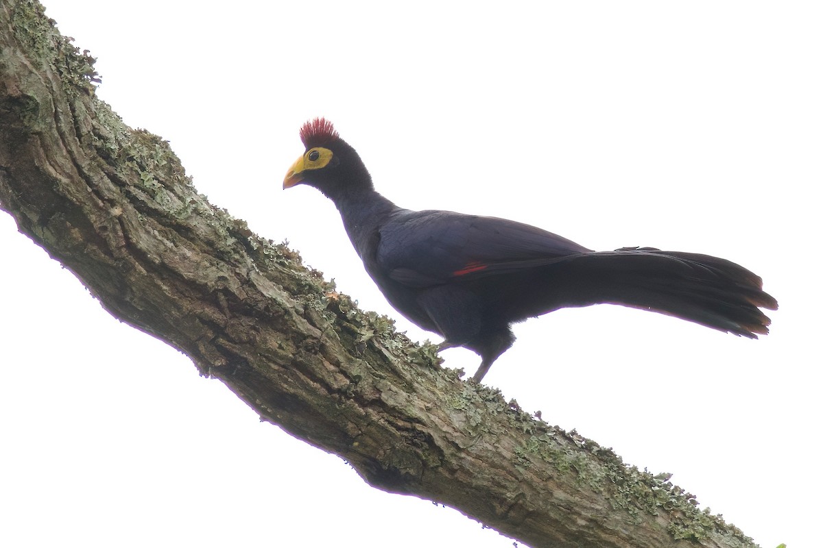 Турако червоночубий - ML646859500