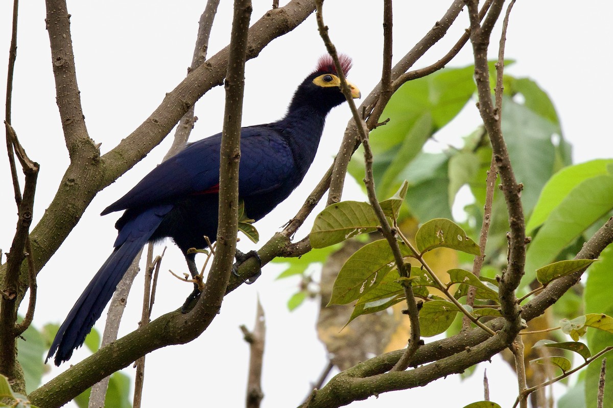 Турако червоночубий - ML646859501