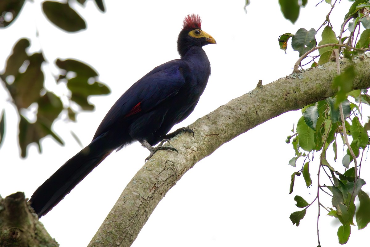 Турако червоночубий - ML646859502