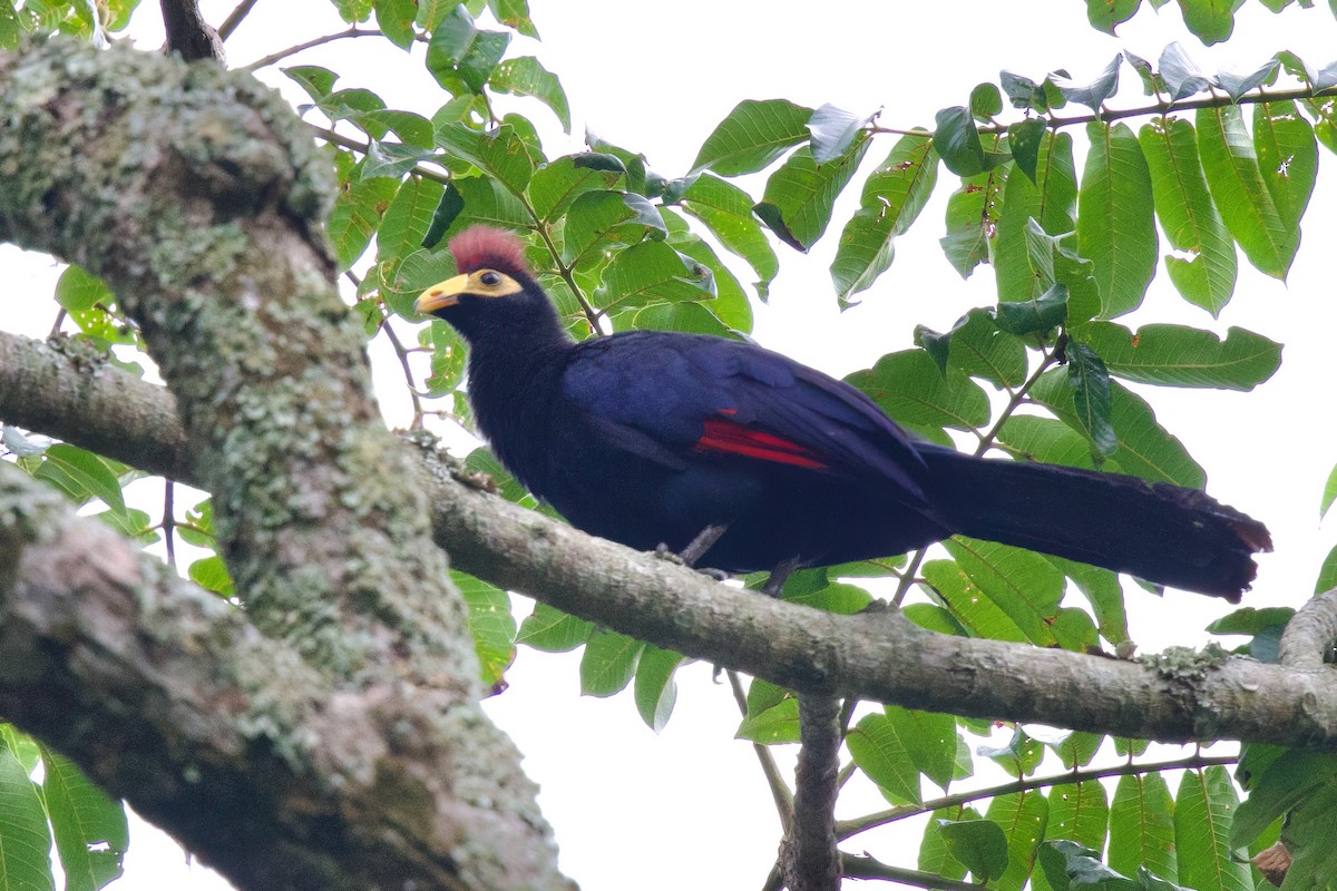 Турако червоночубий - ML646859503