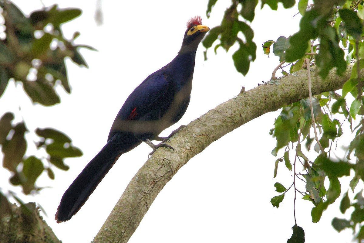 Турако червоночубий - ML646859504