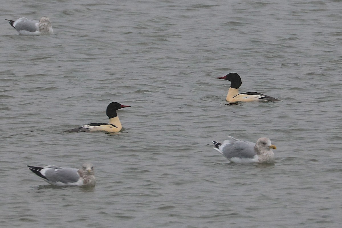 Common Merganser - ML646859505