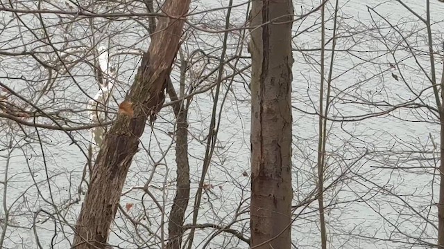 Yellow-bellied Sapsucker - ML646859506