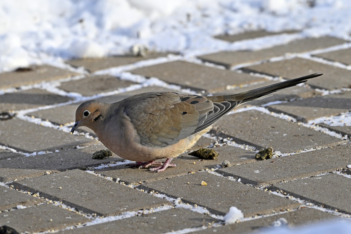Mourning Dove - ML646859509