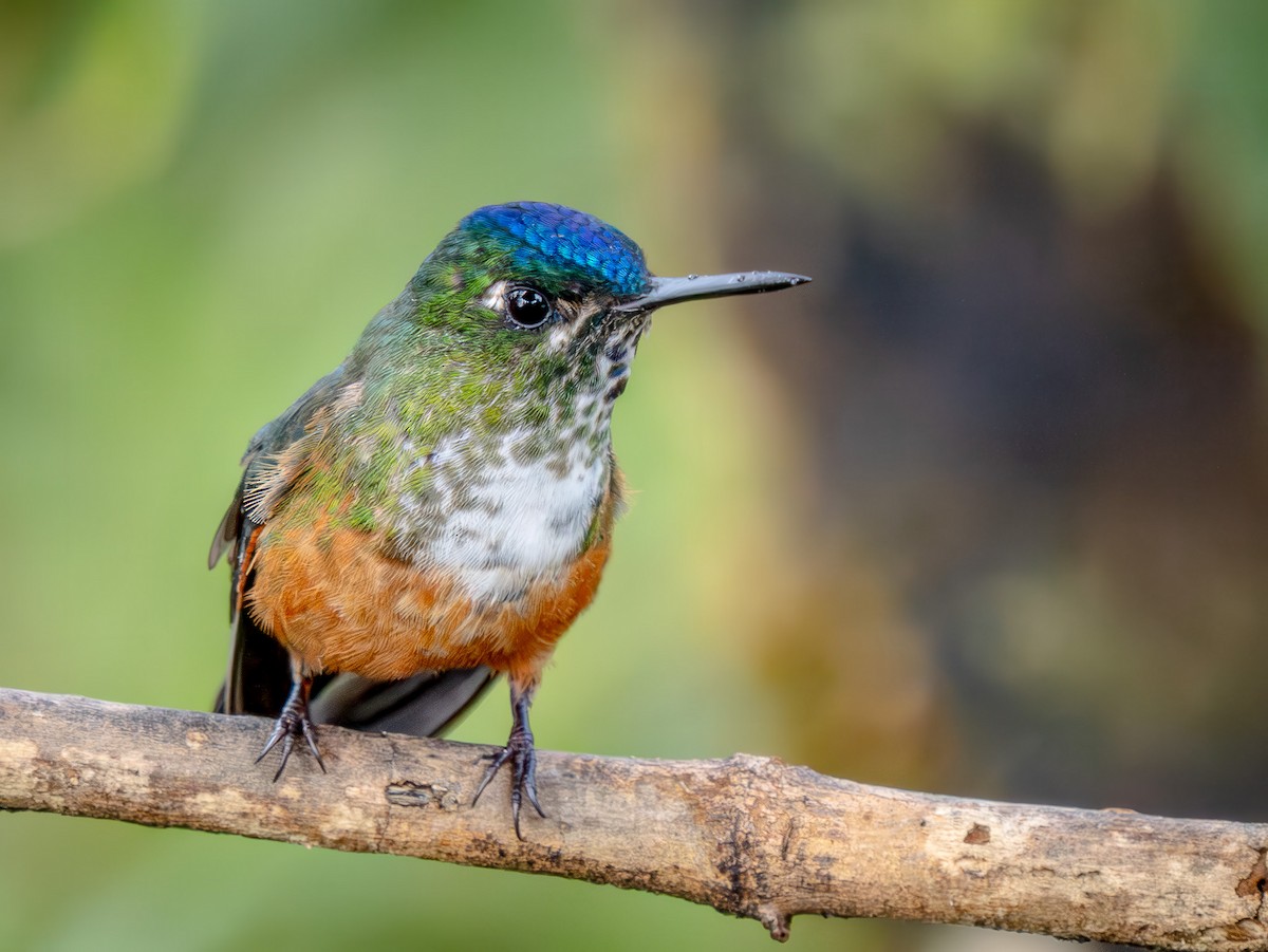 ムラサキフタオハチドリ - ML646859510