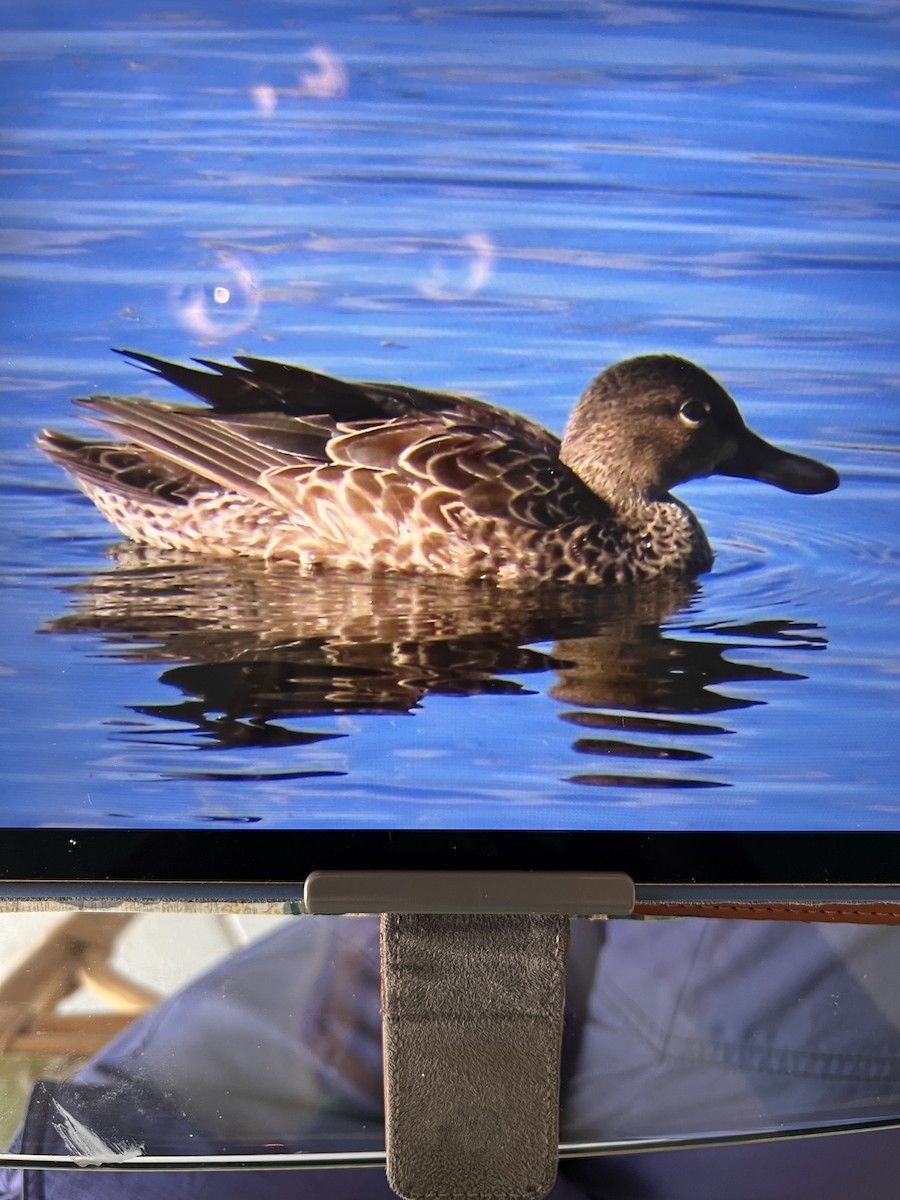 Blue-winged Teal - ML646859511